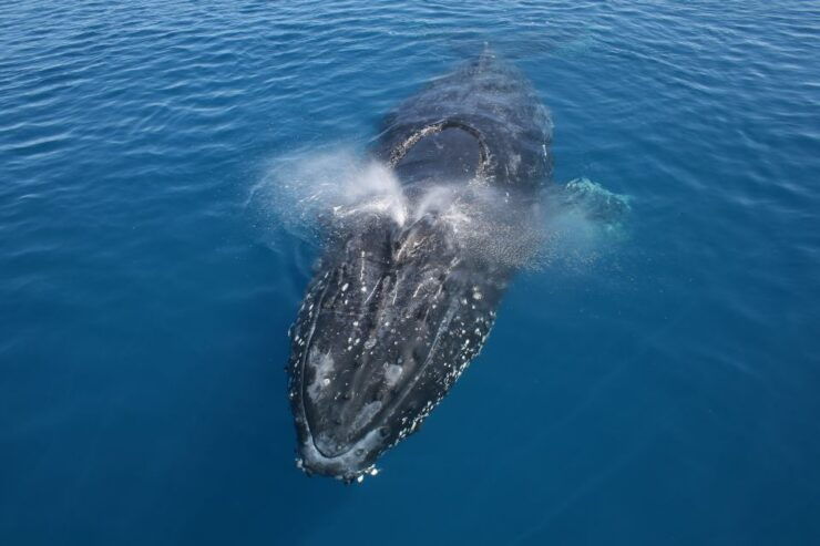 Noosa: Humpback Whale Watching Tour - Experience Highlights
