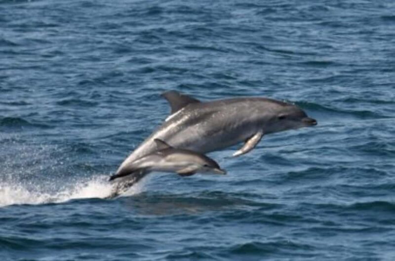 Noosa: National Park and Dolphin Watching Safari - An Honest Look at the Noosa Dolphin Watching Safari