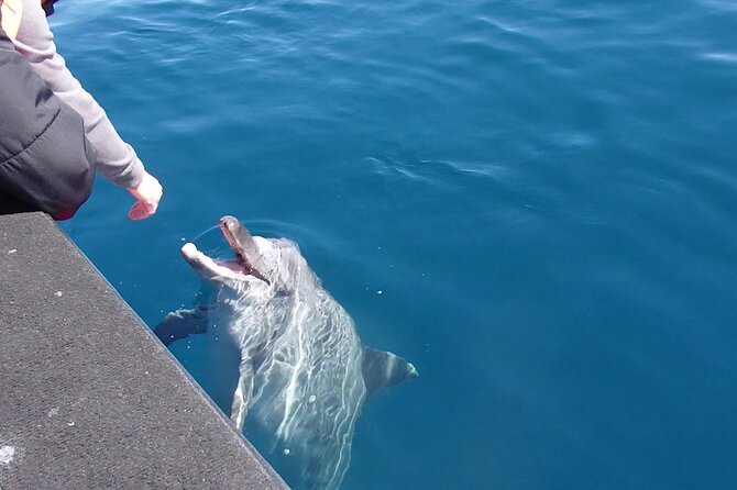 Noosa National Park & Wild Dolphin Safari - Tour Overview