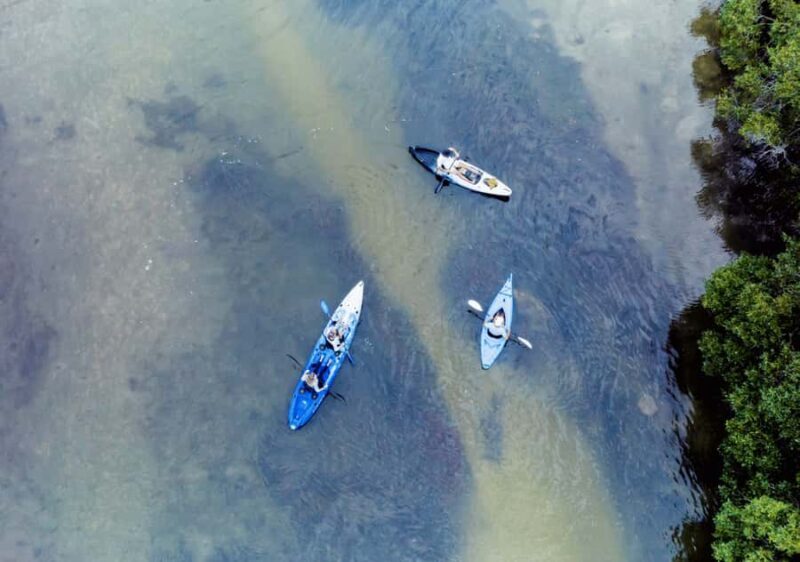 Noosa: Noosa Everglades and Stingray Sanctuary Kayak Tour - Considerations and Potential Drawbacks