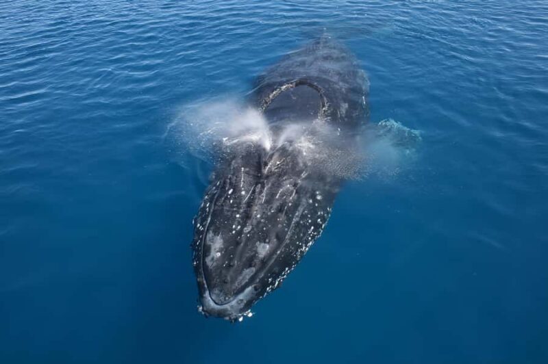 Noosa: Noosa Whale Watching Tour - Noosa: Noosa Whale Watching Tour – A Deep Dive into Queensland’s Marine Wonderland