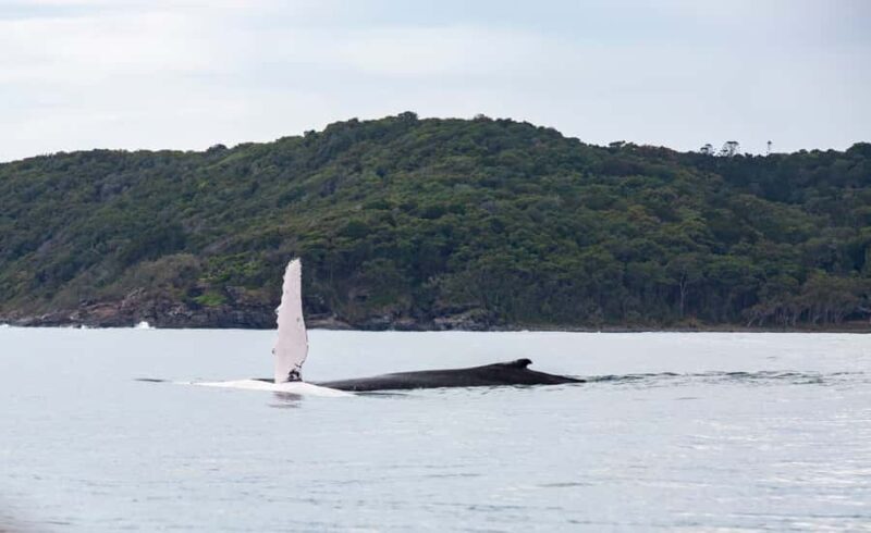 Noosa: Noosa Whale Watching Tour - Good To Know