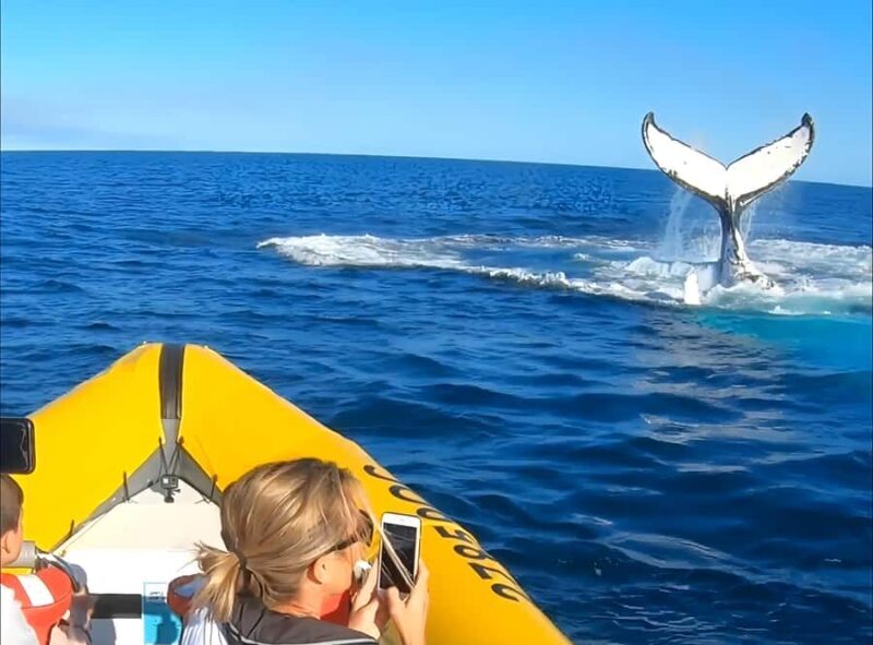 Noosa: Noosa Whale Watching Tour - Final Thoughts