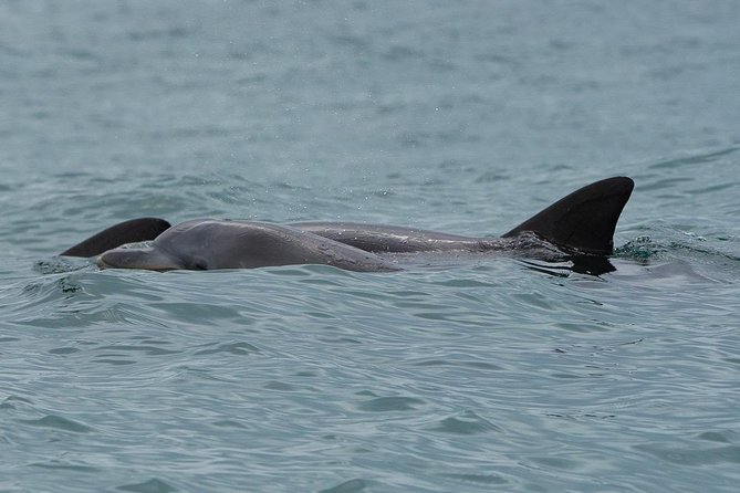 Noosa Small-Group Dolphin-Watching Tour  - Noosa & Sunshine Coast - Tour Overview