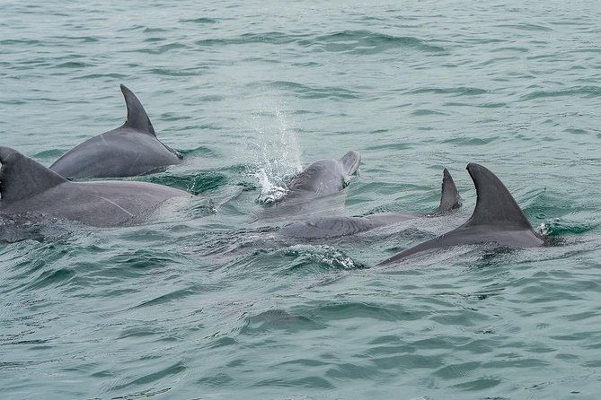 Noosa Small-Group Dolphin-Watching Tour  - Noosa & Sunshine Coast - Meeting and Pickup Details