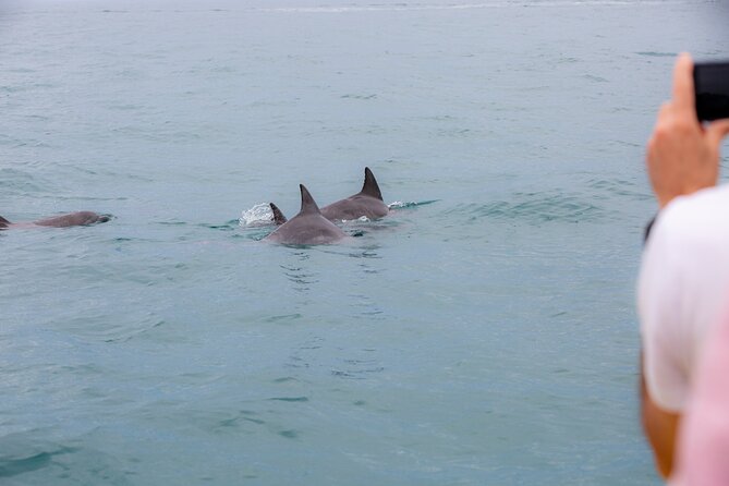 Noosa Small-Group Dolphin-Watching Tour  - Noosa & Sunshine Coast - Traveler Photos and Featured Review