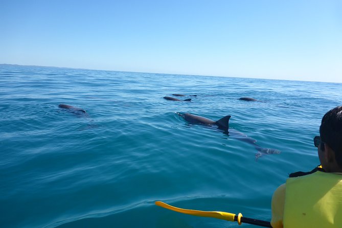 Noosa to Double Island Point Kayaking With Dolphins Day Trip  - Noosa & Sunshine Coast - Tour Details