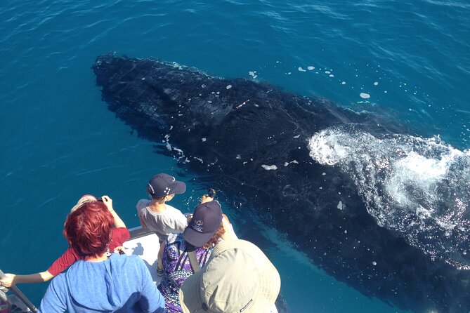 Noosa Whale Watching - Boat Tour Experience
