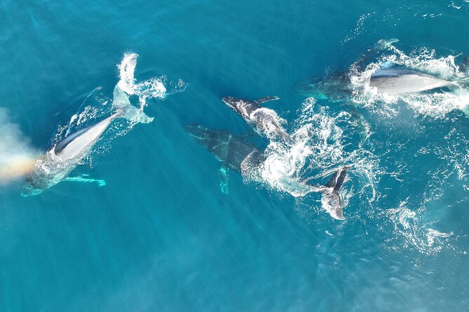 Noosa Whale Watching - Expert Guide and Whale Information