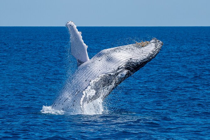 Noosa Whale Watching - Thrilling Adventure on the Noosa Thriller Boat