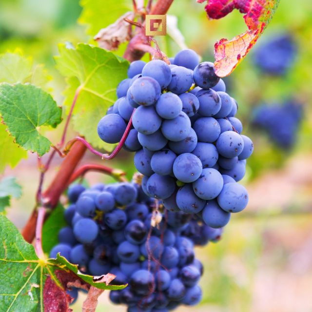 Nora + Antigori Winery Tour With Included Tickets - Tour Experience