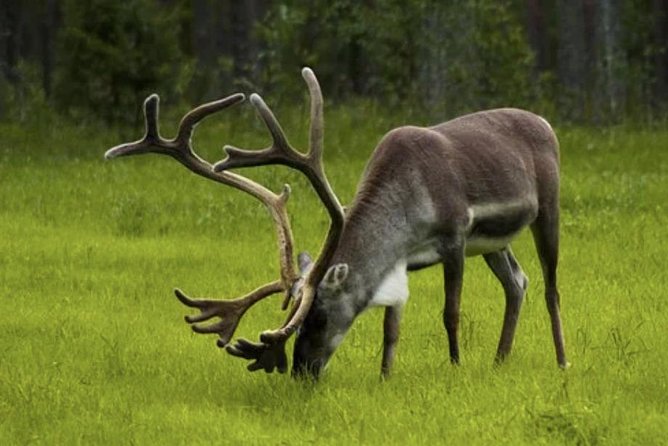Nordkapp Half-Day North Cape Shore Excursion - Norway - Tour Description and Organization