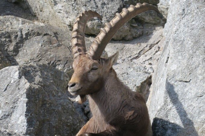 Nordkette Cable Car to the Top of Innsbruck with Alpine Zoo - Is the combined ticket good value?