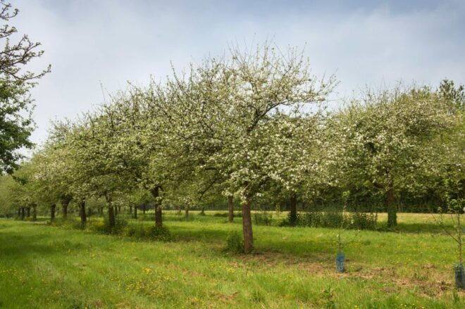 Normandy DDay Beaches Private Tour From Your Hotel in Paris - Afternoon Options