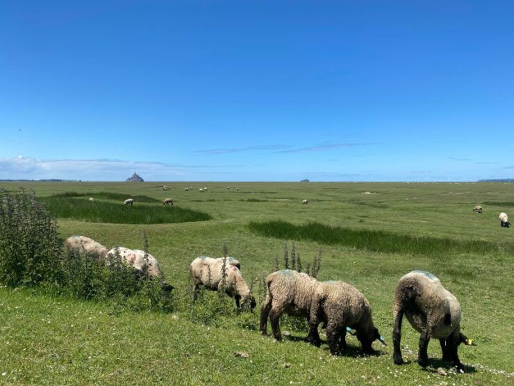Normandy: Private Guided Tour With a Local Expert - Good To Know