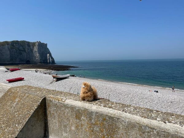 Normandy Tour: Honfleur, Etretat, Rouen by Mini-Van - Calvados Tasting Experience
