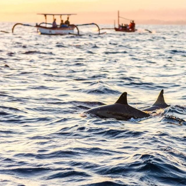 North Bali : Dolphin Wacthing Tour and Waterfall - Tour Itinerary