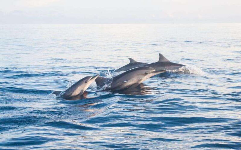 North Bali: Dolphin Watching and Snorkeling Tour - Good To Know