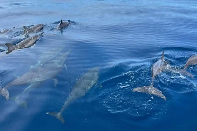 North Bali Highlight Tour From Celukan Bawang Cruise Port - The Sum Up: Is This Tour Worth It?