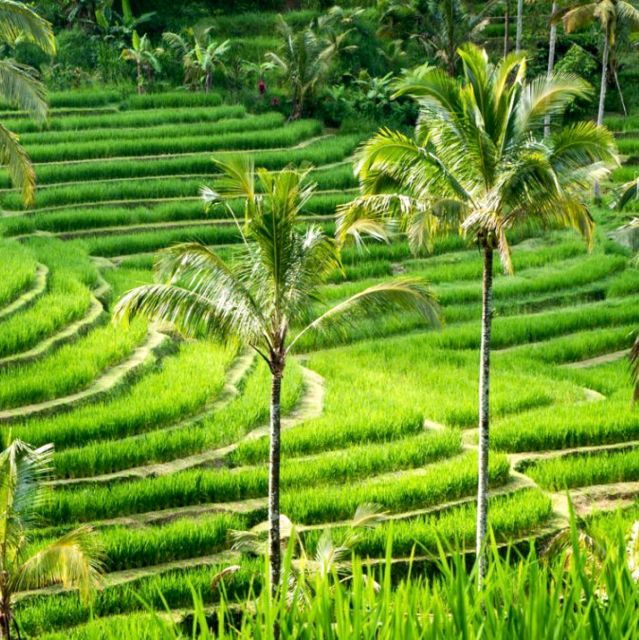 North Bali: Lake Temple, Twin Waterfall, UNESCO Rice Field - Tour Details and Inclusions