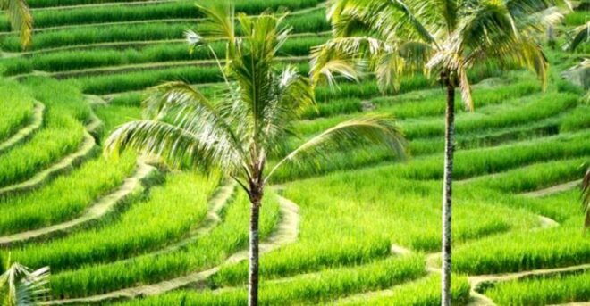 North Bali: Lake Temple, Twin Waterfall, UNESCO Rice Field - Booking Information and Options