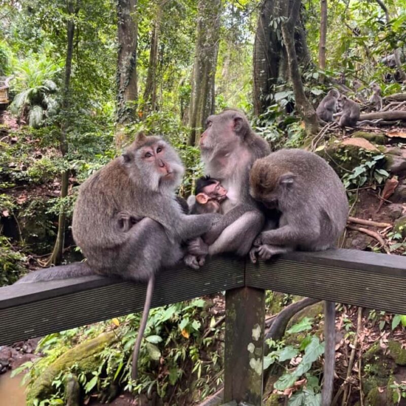 North Bali: Monkey Forest -Waterfall- Rice Terrace-Ulun Danu - Why This Tour is Worth Your Time