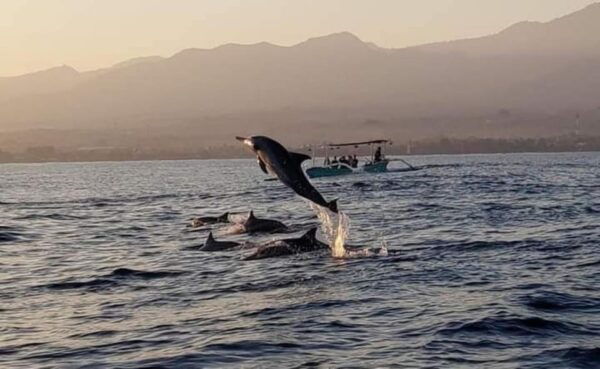 North Bali : Sunrise Dolphin Trip at Lovina Beach - Important Information