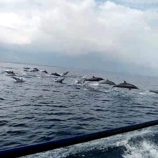 North Bali : Sunrise Dolphin Trip at Lovina Beach - Booking and Cancellation Policy