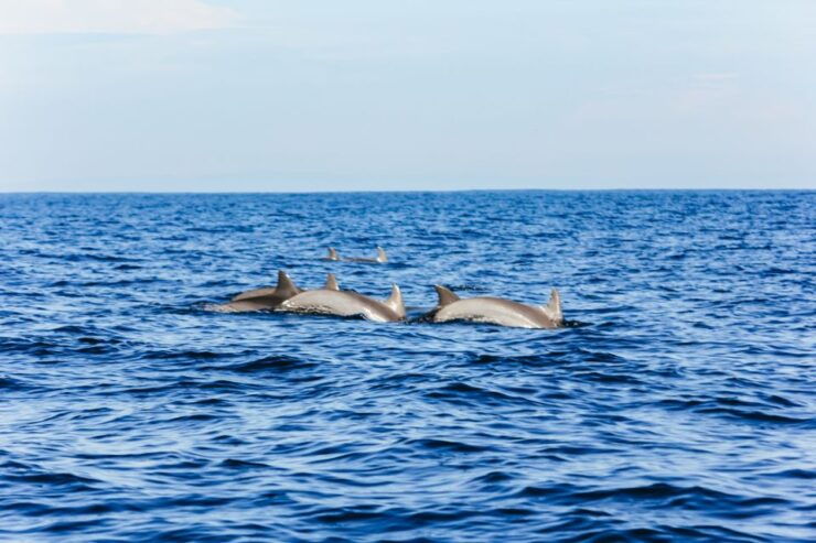 North Bali: Sunrise Tour With Dolphins, Waterfalls & Temples - Activity Details