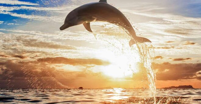 North Bali: Sunrise Tour With Dolphins, Waterfalls & Temples - Additional Information