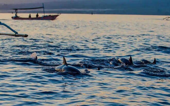 North Bali: Swim, Snorkel, Breakfast With Dolphins at Lovina - Snorkeling Adventures