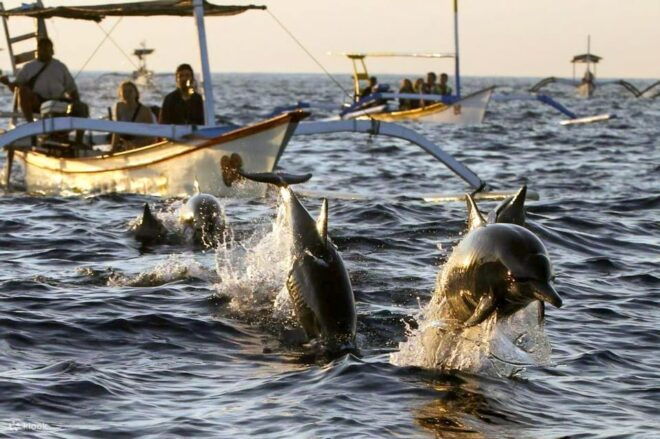 North Bali: Swim, Snorkel, Breakfast With Dolphins at Lovina - Detailed Itinerary