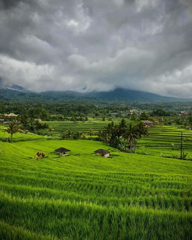 North Bali: Taman Ayun Temple, Jatiluwih, Campuhan Waterfall - Who Is This Tour Best For?