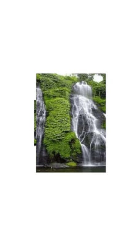 North Bali: Walking on the expanse of jati luwih rice fields - In-Depth Review of the North Bali Experience