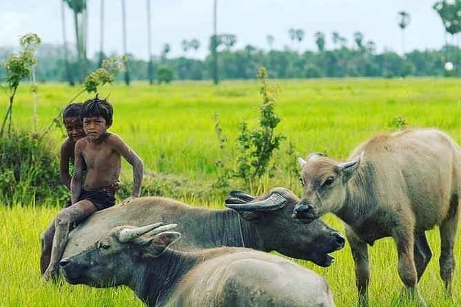 North Battambang Tour, Rice Wine,Rice Paper, Ricefield - Capturing the Stunning North Battambang Landscape