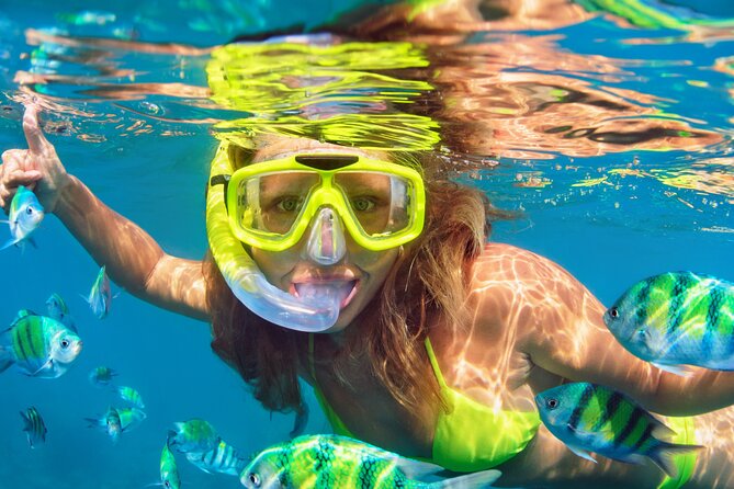 North Bay Snorkel - Wildlife and Marine Life Encounters