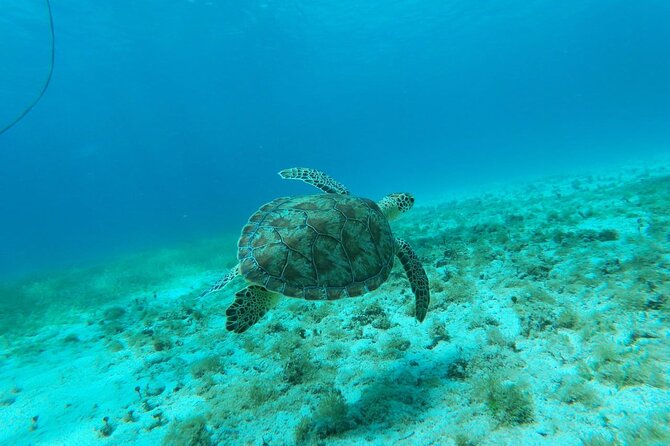 North Coast Seabob Reef Tour - Authenticity of Reviews