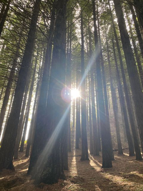 North-East Madeira Adventure Jeep Tour for the Nature Lovers - Highlights
