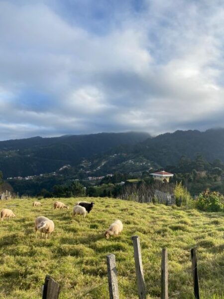 North-East Madeira Adventure Jeep Tour for the Nature Lovers - Important Information