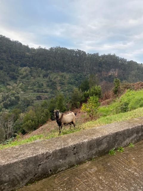 North-East Madeira Jeep Safari Tour for the Nature Lovers - Itinerary and Highlights
