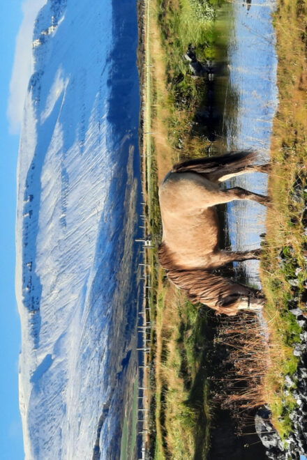 North Iceland: Horseback Riding Tour - Scenic Landscapes and Wildlife