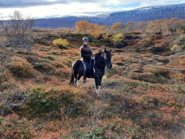 North Iceland: Horseback Riding Tour - Icelandic Horse and Gait