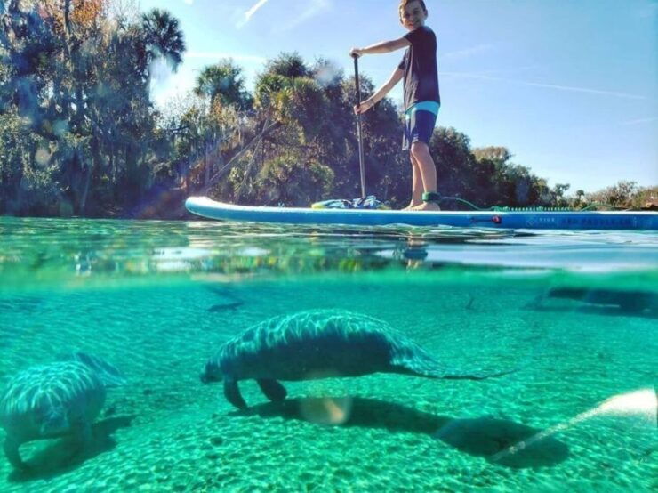 North Miami: Paddleboard or Kayak Island and Animal Tour - Activity Details