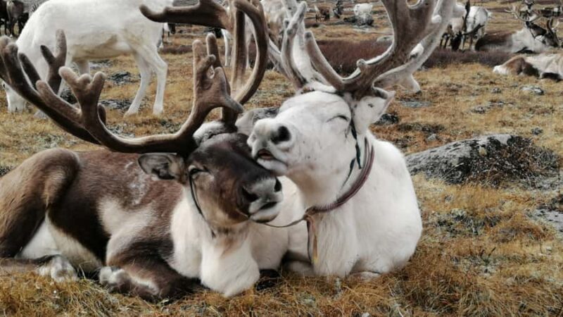 North Mongolia: 13-Day Reindeer Family Visiting Tour - Practical Tips for Future Travelers