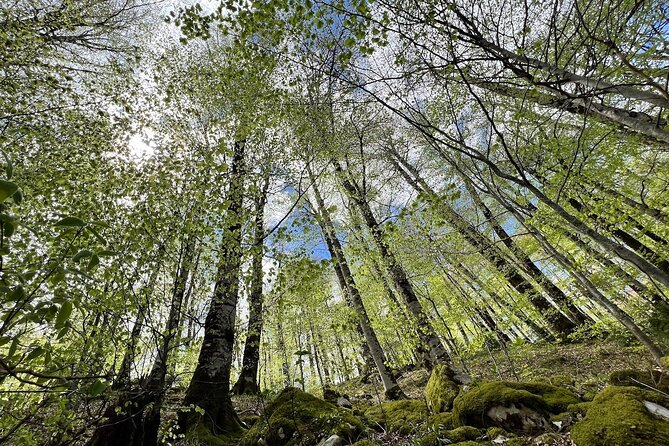 North Montenegro - Biogradska Gora - Lake & Moraca Canyon - Cancellation Policy