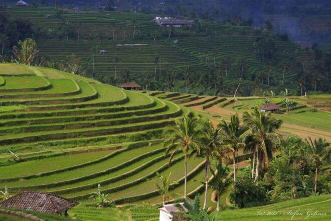 North of Bali: Private Tour With UNESCO World Heritage Site - Tour Description