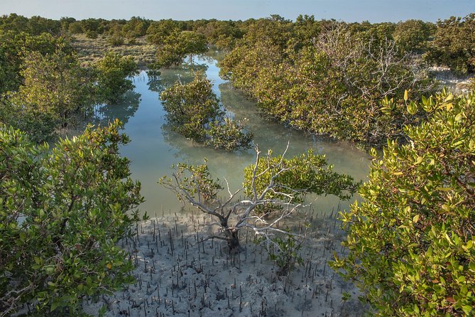 North of Qatar Al Khor the Purple Island Al Zubara Fort Mangrove Forest - Traveler Photos, Tips, and Reviews