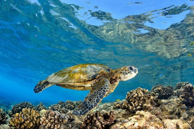 North Shore Circle Island Adventure Including Snorkeling With the Turtles - Reviews and Feedback