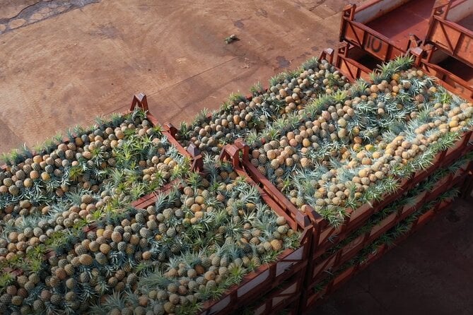 North Shore Dole Pineapple Farm Tour and Exclusive Oahu Day Tour - Unique Experiences and Locations