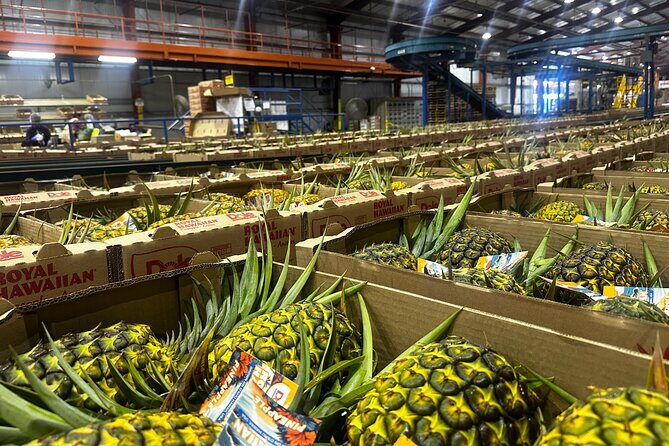 North Shore Foodie Fun: Eat, Explore, Enjoy (Incl. Dole) - Who Will Love This Tour?